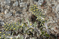 Artemisia genipi (C349328) Artemisia genipi (C349328)