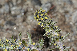 Artemisia genipi (C349330) Artemisia genipi (C349330)