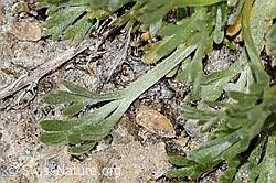 Artemisia genipi (C349334) Artemisia genipi (C349334)