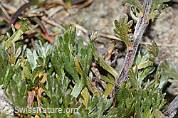 Artemisia genipi (C349335) Artemisia genipi (C349335)