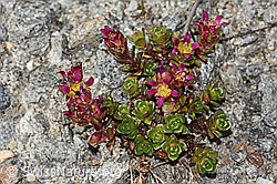 Zweiblütiger Steinbrech (Saxifraga biflora) (C349338)