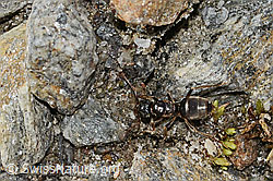 Formica pressilabris (C349347) Formica pressilabris (C349347)