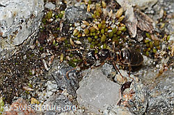 Formica pressilabris (C349351) Formica pressilabris (C349351)