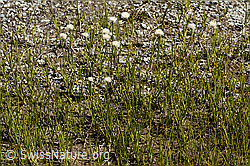C349438: Scheuchzers Wollgras (Eriophorum scheuchzeri)