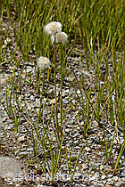 C349440: Scheuchzers Wollgras (Eriophorum scheuchzeri)