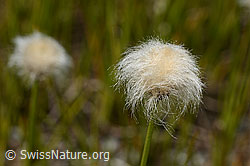 Eriophorum scheuchzeri (08.2025, C349441) Eriophorum scheuchzeri (08.2025, C349441)