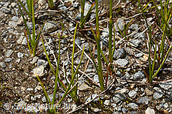 C349442: Scheuchzers Wollgras (Eriophorum scheuchzeri)