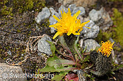 Leontodon montanus (C349445) Leontodon montanus (C349445)