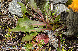 Leontodon montanus (C349446) Leontodon montanus (C349446)