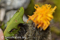 Leontodon montanus (C349447) Leontodon montanus (C349447)