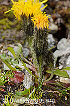 Leontodon montanus (C349450) Leontodon montanus (C349450)