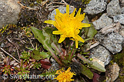 Leontodon montanus (C349451) Leontodon montanus (C349451)
