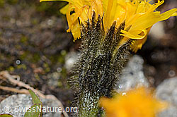 Leontodon montanus (C349452) Leontodon montanus (C349452)
