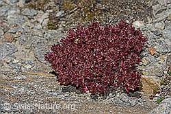 Sedum atratum (C349453)