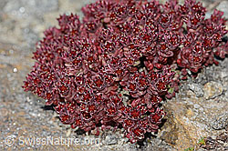 Sedum atratum (C349454)