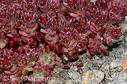 Sedum atratum (C349455)