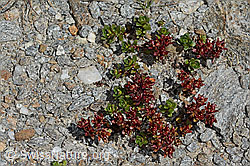 Saxifraga biflora (C349457) Saxifraga biflora (C349457)