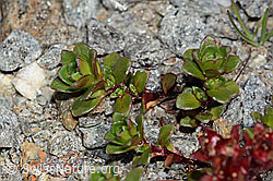 Saxifraga biflora (C349459) Saxifraga biflora (C349459)