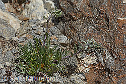 Artemisia genipi (C349461)