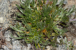 Artemisia genipi (C349464)