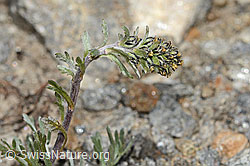 Artemisia genipi (08.2025, C349466) Artemisia genipi (08.2025, C349466)