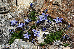 Campanula cenisia (C349473) Campanula cenisia (C349473)