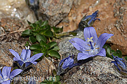 Campanula cenisia (C349474) Campanula cenisia (C349474)