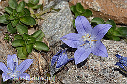 Campanula cenisia (C349475) Campanula cenisia (C349475)