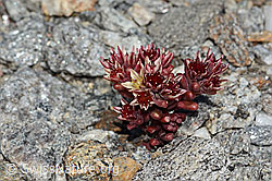 Sedum atratum (08.2025, C349482) Sedum atratum (08.2025, C349482)