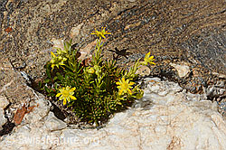 Saxifraga aizoides (C349483) Saxifraga aizoides (C349483)