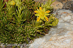 Saxifraga aizoides (C349484) Saxifraga aizoides (C349484)
