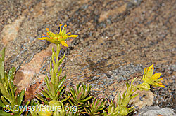 Saxifraga aizoides (C349486) Saxifraga aizoides (C349486)