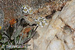 Achillea nana (C349492) Achillea nana (C349492)
