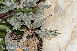 Achillea nana (C349493) Achillea nana (C349493)
