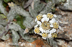 Achillea nana (C349496) Achillea nana (C349496)