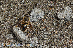 Eristalis tenax (C349500) Eristalis tenax (C349500)