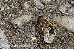 Eristalis tenax (C349501) Eristalis tenax (C349501)