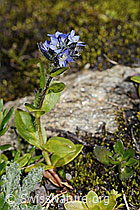 Veronica alpina (C349505) Veronica alpina (C349505)