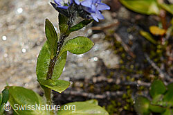 Veronica alpina (C349508) Veronica alpina (C349508)