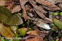 Nysius cymoides (C349511)