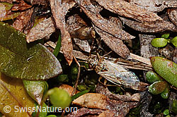 Nysius cymoides (C349512)