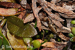 Nysius cymoides (C349514)
