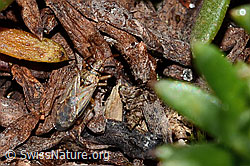 Nysius cymoides (C349516)