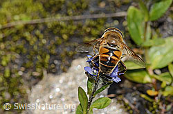 Eristalis tenax on Veronica alpina (C349521) Eristalis tenax on Veronica alpina (C349521)