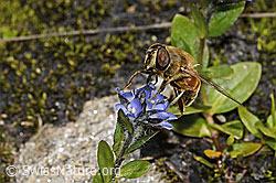 Eristalis tenax on Veronica alpina (C349523) Eristalis tenax on Veronica alpina (C349523)