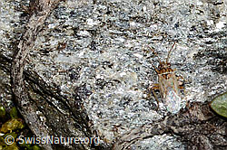 Nysius cymoides (08.2025, C349531) Nysius cymoides (08.2025, C349531)