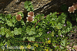 Geum reptans (C349550) Geum reptans (C349550)