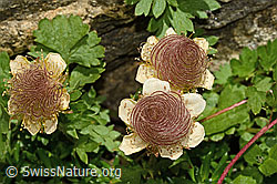 Geum reptans (C349551) Geum reptans (C349551)