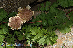 Geum reptans (C349552) Geum reptans (C349552)