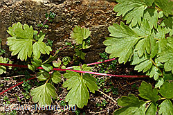 Geum reptans (C349553) Geum reptans (C349553)